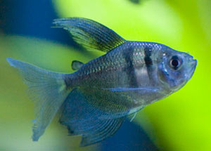Inland Reef Pets Fish