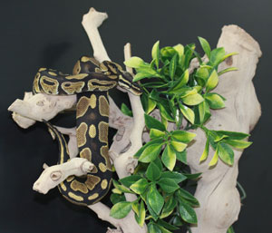 Inland Reef Pets