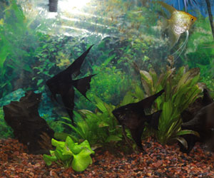 Inland Reef Pets
